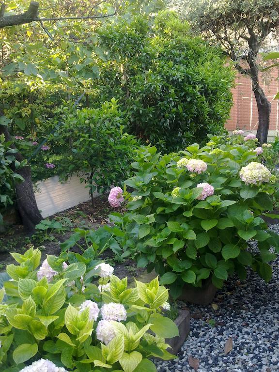 Eco B&B I Due Oleandri Marina Di Carrara Eksteriør billede