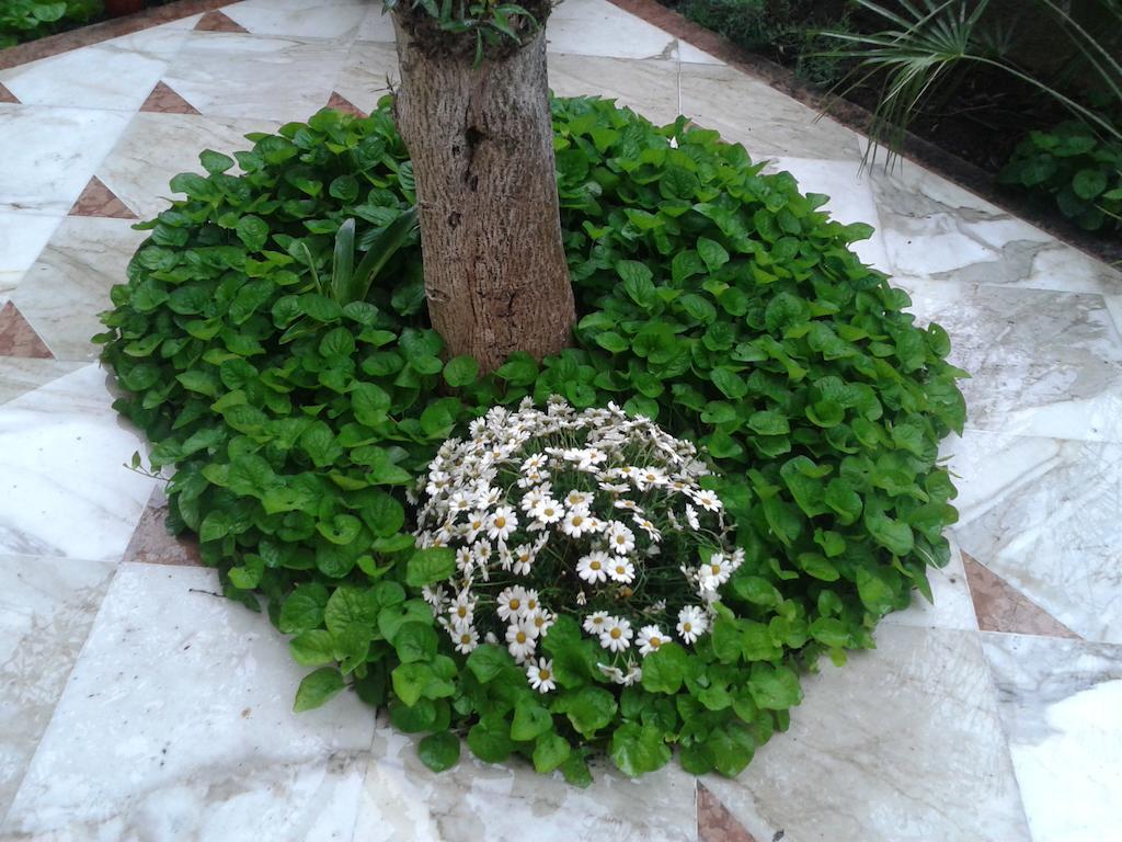 Eco B&B I Due Oleandri Marina Di Carrara Eksteriør billede
